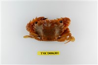 藏品(底棲短槳蟹)的圖片